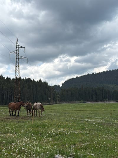 The image depicts a serene, overcast rural landscape, likely in Цигов чарк, Bulgaria, under a cloudy sky. The photograph is oriented vertically, showing the scene as if viewed from a slight elevation.
The prominent foreground features a lush green field, richly dotted with countless white dandelion seed heads and some scattered yellow wildflowers, suggesting late spring or early summer. Three horses are visible in this field. The closest horse, a bay or light brown, stands on the left, looking towards the right. Behind it, a darker, possibly black or dark brown horse grazes near a wooden post. Further right and slightly behind, a light grey or dun-colored horse is also seen, with its hindquarters towards the viewer. They appear to be peacefully grazing.
In the midground, a dense, dark green coniferous forest stretches horizontally across the frame, forming a natural boundary against the sky. The tree line is undulating, following the contours of what appears to be a hill or mountain.
Dominating the left side of the scene is a tall, metallic electricity pylon with multiple power lines extending across the upper portion of the frame. The pylon stands starkly against the heavily overcast sky, which is filled with large, grey, and textured clouds, suggesting a cloudy or potentially stormy day. The overall lighting is soft and diffused, characteristic of an overcast sky. No visible text is present in the image.