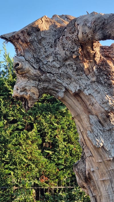 An old, gnarled tree trunk with textured bark, resembling a mythical creature's head, stands in profile against a bright blue sky. The trunk has an eye-like knot and a snout-like protrusion. Behind the trunk is a dense, green hedge. The scene is illuminated by sunlight, casting shadows and highlighting the rough textures of the wood. The location is identified as Limani Litochorou, Greece.