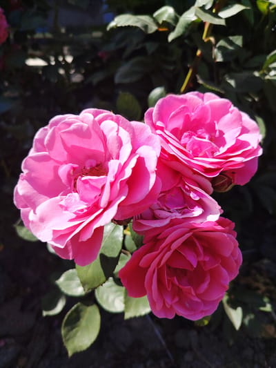 This media file is a close-up, vertical shot of a cluster of three vibrant pink roses bathed in sunlight. The roses are in various stages of bloom, with delicate petals unfurling to reveal their intricate structures. The flower in the foreground, to the left, is fully open, showcasing its ruffled layers and a hint of the stamen at its center. To its right and slightly behind, another rose is also in full bloom, its petals catching the light and casting soft shadows. A third rose, positioned below and to the right, is less open, showing a tightly packed bud.
The roses are set against a backdrop of dark green foliage, which is slightly blurred, emphasizing the sharp focus on the flowers. Some leaves are visible around the base of the roses, their surfaces catching the sunlight as well. The lighting suggests it is daytime, likely sunny, given the strong highlights and shadows on the petals and leaves. The overall mood is serene and natural, highlighting the beauty of the flowers in an outdoor setting. There is no visible text in the image.
The provided location context, Акцябрскі сельскі Савет, Belarus, suggests the roses are growing in a rural area of Belarus.