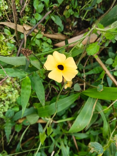 A yellow flower with a black center stands out amidst green foliage. Slender, grass-like leaves surround the flower, mixed with smaller, rounded leaves. Dried brown seed pods are also visible on thin stems. There are a few small twigs and pieces of dead plant material scattered within the scene. The overall impression is one of nature and wild growth.