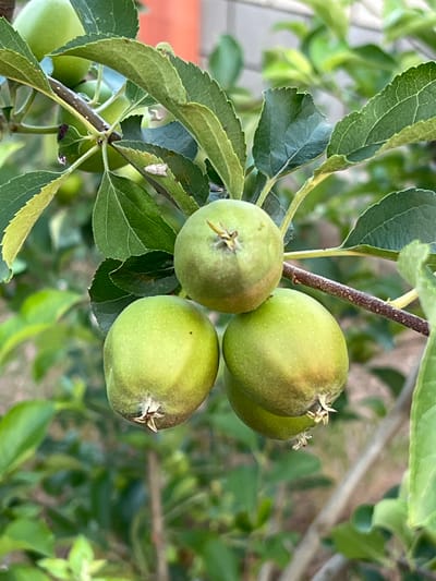 A close-up, outdoor, eye-level shot captures a cluster of three small, unripe green apples hanging from a tree branch. The apples are positioned in a triangular formation, with one apple slightly above and to the right of the other two. They exhibit a smooth, round shape with a slight yellowish tint visible on some surfaces, and small, light-colored calyx remnants at their bases. The branch is thin and brown, with a few small leaves attached. The background is blurred, showcasing a dense arrangement of green leaves and foliage, with hints of a lighter-colored wall or structure in the upper right portion of the image. The overall impression is one of natural growth in an agricultural or garden setting, potentially in the rural environment of Ленинское сельское поселение, Ukraine.