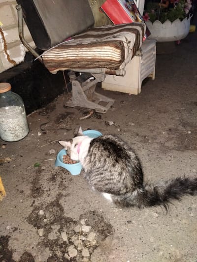 A cat with gray and black fur is eating from a light blue food bowl on a concrete surface. A large glass jar filled with granular material is to the left of the cat, and a portion of a striped cushion and a metal chair are visible in the background. The scene is outdoors, with debris and scattered stones on the ground. The location is Shchastia, Ukraine.