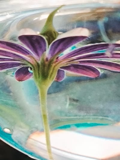 The image displays a close-up, upward-looking view of a purple and pink flower submerged in clear water, likely within a transparent container. The flower, possibly a type of daisy or gazania, features vibrant purple petals with reddish-pink undersides and lighter edges. Its green stem extends downwards, visible through the water.
The perspective is from directly below the flower, emphasizing the intricate structure of its sepals and the base of the petals. The surrounding water creates various refractive and reflective patterns, casting shades of teal, blue, and light green across the background. Some small air bubbles are visible within the water, adding to the visual texture.
The container's curved edges are discernible at the bottom left and along the top, suggesting a glass or clear plastic vessel. The lighting appears bright and diffused, highlighting the flower's colors and the translucent quality of the water. The overall scene evokes a sense of tranquility and artistic presentation, focusing on the botanical subject in an unusual and detailed manner. There is no discernible activity beyond the static display of the flower in water. No text is visible in the image.