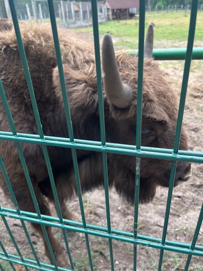 This is a medium-shot, eye-level, outdoor photograph of a European bison (Bison bonasus) behind a green metal fence. The bison is facing slightly to the right, with its head lowered and partially obscured by the fence. The animal has thick, brown, shaggy fur and two curved horns. A small insect is visible on the tip of the bison's left horn. The background shows a grassy enclosure with some wooden structures and a green railing. The ground appears to be dirt and grass. The location is the Belovezhskaya Pushcha National Park, near the village of Kamianyuki in the Kamianyuki rural council, Belarus.