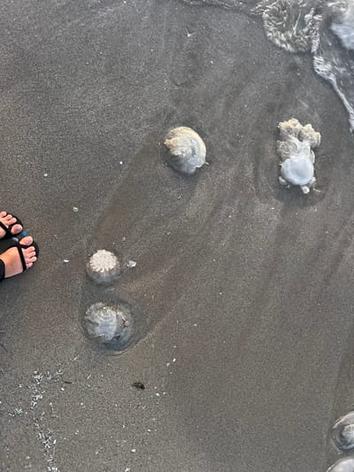 The image depicts a downward view of a wet, dark gray sandy beach at Kiryat Yam, Israel, near the waterline. Four translucent, whitish jellyfish are distributed across the sand. A large, intact bell-shaped jellyfish is situated in the upper-left quadrant. Below it, a smaller jellyfish with prominent internal structures is centered in the lower-middle. In the mid-right, a larger jellyfish appears partially obscured by a frothy, white mass, likely its oral arms or a portion of another organism. A fourth jellyfish is partially visible in the bottom-right corner. The foamy white crest of a receding wave is visible in the upper-right corner of the frame, blending into the wet sand. On the far left, a person's bare feet, adorned with black flip-flops, are positioned on the wet sand, suggesting an observer standing near the washed-up marine life. Scattered small white shell fragments, dark detritus, and a minute blue plastic particle are visible on the sand.