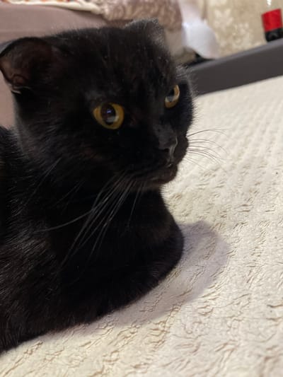 The image depicts a black cat in an indoor setting. The cat is positioned on a light-colored, textured surface, possibly a cream or beige blanket or carpet. Its body faces slightly to the right, with its head turned to the right side of the frame, and its amber-yellow eyes are focused towards that direction. The cat exhibits characteristics consistent with a Scottish Fold breed due to its folded ears. White whiskers extend from its muzzle. A soft shadow is cast by the cat onto the surface to its right. The background is blurred, showing indistinct domestic elements such as blurred fabric and a dark, possibly red, object. The specific city of Trudovoi, Russia, cannot be confirmed from the visual information present in the image. No people are visible.