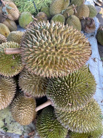 An overhead, close-up shot captures a pile of durians on the ground in Gampongteungoh, Indonesia. The durians, varying in size and color from light brown to green, are covered in sharp spines. Some durians are whole, while others appear to have been cut, revealing their thorny exterior. The ground beneath the durians is covered in a light-colored tarp, with some scattered leaves and debris visible. In the background, a blurry assortment of greenery suggests a natural or outdoor setting. The lighting is even, with no harsh shadows, indicating the image was likely taken during daylight hours.