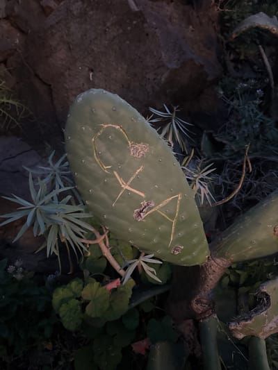 A medium shot captures a prickly pear cactus pad in Ponta do Sol, Portugal. The pad is light green, with the initials "CA" and a heart etched into its surface. Small clusters of star-shaped plants and geraniums surround the cactus. The background includes dark rocks and additional cactus pads. The scene is dimly lit, suggesting either early morning or late evening. There are no people visible.