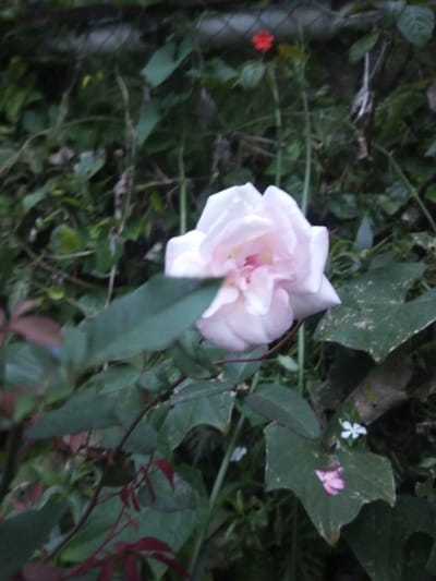 This image, captured in B. Nam Ngao, Laos, displays a close-up view of a single blooming light pink rose, centrally positioned and slightly out of focus. The rose exhibits multiple petals, with a more concentrated, darker pink hue at its center. In the immediate foreground, blurred dark green leaves and reddish-brown stems partially obscure the lower portion of the rose. The background consists of dense, out-of-focus green foliage. A faint, small red flower is discernible in the upper-center background, positioned above a blurred metallic fence structure. To the right of the rose, a broad dark green leaf is prominent, upon which rests a small white flower and a detached pink flower petal. The environment appears verdant and unmanaged. No individuals are present, and no actions or interactions are depicted.