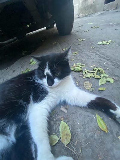 A black and white cat is lying on a dusty, outdoor surface, possibly a dirt or gravel path. The cat is relaxed, with its body stretched out and its head resting on the ground. Fallen leaves are scattered around the cat. In the background, a vehicle is partially visible, with its underside and a tire showing. A brick wall or building is also visible in the background. The scene appears to be in an urban or suburban environment. No people or interactions are depicted. The location is stated to be in Antratsyt, Ukraine.