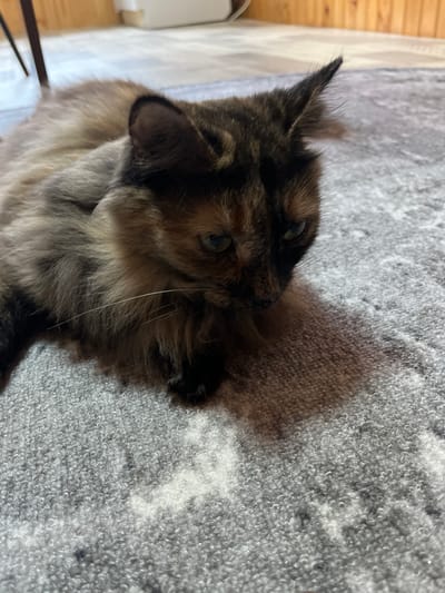 A tortoiseshell cat is lying on a grey carpet. The cat is mostly in focus, with its fur showing a mix of black, brown, and tan colors. Its green eyes are partially visible, and it appears to be looking downwards and to its right. The carpet has a textured pattern with lighter and darker grey sections. The background shows a wooden floor and a wooden wall, suggesting an indoor setting. The image is shot from a slightly elevated angle, looking down at the cat.