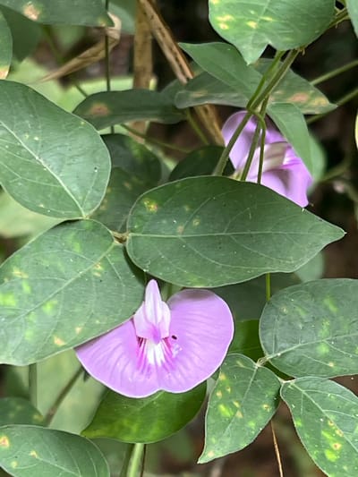 The image displays a close-up view of a plant within a vegetated environment in Logba Adzakoe, Ghana. The primary subjects are two light purple flowers and numerous green leaves. The most prominent flower, situated in the lower-middle frame, is approximately 5 centimeters wide, exhibiting a bilateral symmetry typical of a pea-family flower. Its central structure features distinct white and magenta-pink vertical striations. A small, dark-bodied insect, approximately 2-3 millimeters in length, is visible on the purple petal of this flower, slightly to the left of its center. A second, similarly colored purple flower is partially visible in the upper-right portion of the frame, largely obscured by overlying leaves. The surrounding leaves are ovate to elliptical, varying shades of green, and show scattered, irregular yellowish-brown spots and some lighter green mottling. Visible stems are thin, green, and brown, intertwined among the foliage. The background is out of focus, indicating a dense, natural setting. No human subjects or man-made objects are present.
