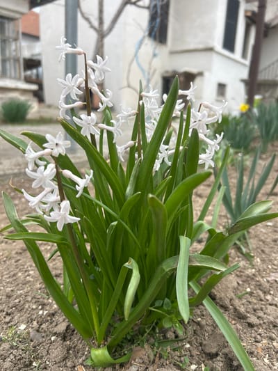This image depicts a residential garden in Dolni Tsibar, Bulgaria. The primary subject is a dense cluster of blooming white flowers, resembling hyacinths, situated in the immediate foreground. These flowers exhibit multiple upright green stalks, each adorned with numerous small, star-shaped white blossoms and surrounded by broad, dark green, strap-like leaves. The ground beneath the flowers consists of dry, reddish-brown soil, with minimal incidental green vegetation. In the midground, out of focus, other green plant shoots are visible, along with a partially obscured yellow flower to the right. The background features two stuccoed buildings. The structure on the left has a light-colored facade and a glimpse of a red roof. The structure on the right is white with visible dark window shutters and a sharp corner. A bare, multi-branched tree stands between the buildings. A thin blue cable descends along the right building's wall. The sky is uniformly overcast.
