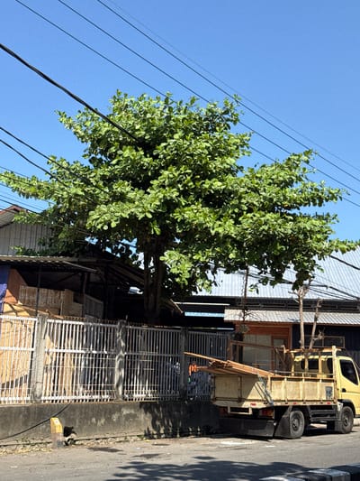 In Sukawati, Indonesia, a yellow flatbed truck is parked on the right side of a paved road. The truck is loaded with lumber, which is secured with ropes. To the left of the truck, a white metal fence runs along a concrete wall. Behind the fence, there is a structure with a corrugated metal roof and wooden elements. A large tree with green leaves is positioned behind the fence and in front of the structure, with its branches extending towards overhead power lines. The sky is clear and blue. The scene appears to be an outdoor area, possibly a street or commercial district, with a mix of natural elements and urban infrastructure.