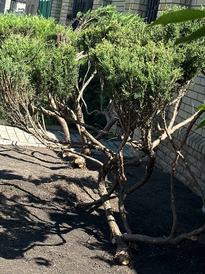 The image shows a close-up of a weathered juniper bush in Kruta Hora, Ukraine. The bush has a gnarled, sculptural appearance with thick, exposed branches and dense green foliage. The ground around the bush is covered in dark soil, with some debris and shadows cast by the branches. In the background, a beige brick wall with a dark metal fence can be seen, along with glimpses of greenery. The scene appears to be a well-maintained garden or yard, possibly in a residential area. The lighting suggests it is daytime, with strong sunlight creating distinct shadows.