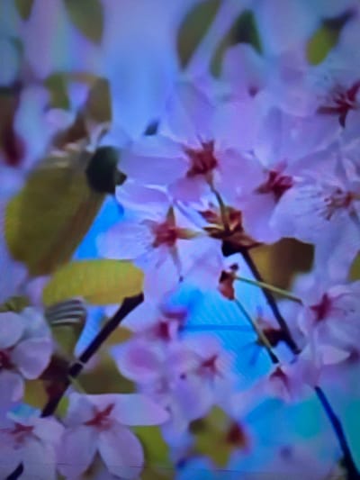 The image is a close-up, blurry shot of light pink cherry blossoms against a bright blue background. Several leaves, some yellow and some green, are interspersed with the flowers. The image appears to be taken in an outdoor setting, likely a park or garden, given the presence of blooming trees. There is no information in the image that allows for determination of its location in Çiğli, Turkey.