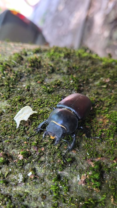 A close-up, eye-level shot shows a black beetle with an orange-tipped jaw resting on a mossy surface. The beetle is positioned in the lower center of the frame, facing left. Its body is shiny and segmented, with visible legs and antennae. To the left of the beetle, a small, dried white leaf petal lies on the moss. The background is blurred, with hints of green moss and some indistinct, out-of-focus shapes that appear to be natural elements like rocks or possibly parts of a structure, suggesting an outdoor environment. The overall impression is a macro photograph focused on the intricate details of the insect and its immediate surroundings. The location is identified as Velyki Budky, Ukraine.