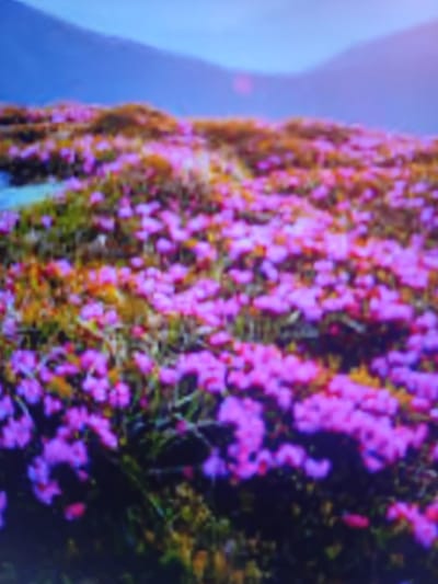 The image depicts a close-up view of a field of small pink flowers, likely wildflowers, growing amongst green and brown vegetation. The flowers are densely packed, creating a carpet of color. In the background, out-of-focus blue hills or mountains are visible under a pale sky, suggesting an outdoor, natural setting. The image is blurry, making specific details difficult to discern. There are no people, animals, or man-made objects readily identifiable in the scene. The location in Verkhniachka, Ukraine, is not visually represented in the image itself, as it only shows a natural landscape.