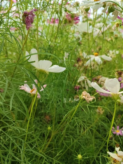 The image is a close-up, eye-level shot of a garden bed filled with blooming cosmos flowers. The foreground is dominated by lush, green, feathery foliage and several white cosmos flowers. One prominent white flower is on the right, facing slightly away from the camera, with its petals unfurling. Another white flower is on the left, partially obscured by leaves, also appearing to be in bloom.
Behind the foreground, a scattering of other flowers can be seen, including some pale pink cosmos and white cosmos with yellow centers. Some flowers are past their prime, with wilted or dried petals, particularly a purplish-pink bud on the left and some brown, spent flowers in the background. The overall impression is of a vibrant, natural setting, likely a garden or meadow.
The lighting suggests it is daytime, possibly late morning or early afternoon, with soft, natural light illuminating the flowers and foliage. There are no people or specific objects other than the flowers and plants. The scene evokes a sense of natural beauty and the cycle of life, with both budding and fading flowers present. No text is visible in the image. The location context provided is Balkanabat City, Turkmenistan, which suggests this natural scene is situated in that region.