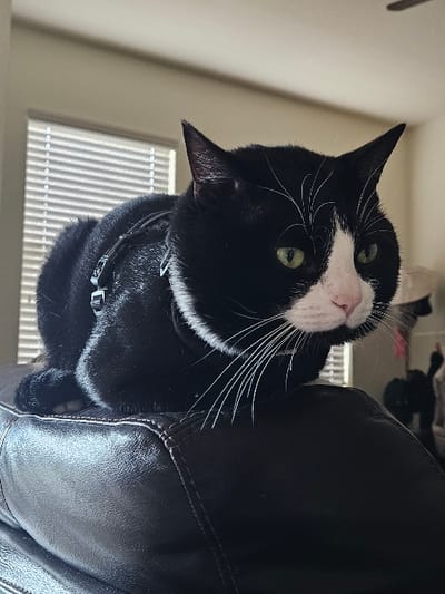 A tuxedo cat, predominantly black with a white muzzle, chin, chest, and paws, rests on the dark brown leather backrest of a sofa or armchair. The cat has distinct green eyes and white whiskers, with additional fine white hairs above its eyes. It is wearing a black harness with silver-colored hardware. The cat's body is oriented towards the left, while its head is turned slightly to the right, looking forward. In the background, a window with horizontal blinds, partially closed, is visible on the left, set against a light-colored wall. A blurred ceiling fan or light fixture is discernible at the top of the frame. The scene is located within a residential interior in Doral, United States of America.