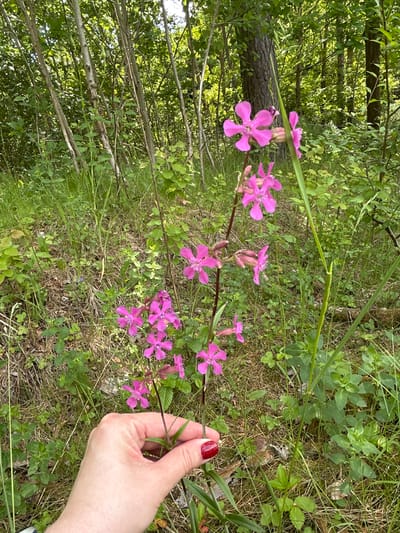 A partially visible human hand, featuring a polished red fingernail on the thumb, grips the slender, reddish-brown stem of a flowering plant. The plant exhibits multiple vibrant pink flowers, each characterized by five deeply notched petals, along with several unopen buds. The immediate ground surface is composed of a blend of dried grass, leaf litter, and various green herbaceous plants. The background reveals a dense forest environment, displaying numerous vertical tree trunks of varying widths and a thick canopy of green foliage, indicating natural daylight. The scene is situated in a wooded area of Lubiszewo Tczewskie, Poland.
