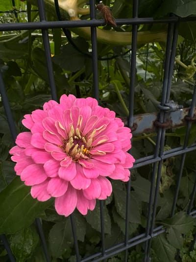 The image depicts a close-up of a vibrant pink zinnia flower in full bloom, positioned to the left of a dark grey metal fence. The zinnia's petals are layered and have a slightly lighter, yellowish-green hue towards the center. Behind the flower and the fence, lush green foliage is visible, suggesting an outdoor garden setting. The fence itself is constructed of thick, parallel bars, and a section of it shows signs of rust and wear, with a bolted connection visible. The overall impression is one of a detailed snapshot of a single flower against a natural, slightly aged backdrop. The location is identified as Moosburg, Germany.