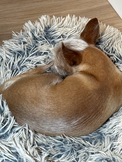 A tan dog is curled up asleep on a fluffy, gray and white dog bed. The dog's head is tucked into its body, and its ears are perked up. The dog bed is placed on a wooden floor. There is no discernible location in the city of Vlasikha, Russia.