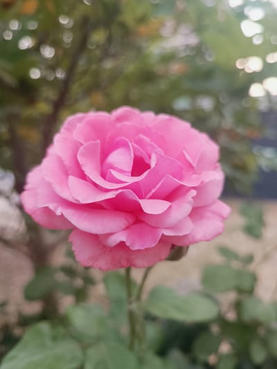 A close-up, eye-level shot focuses on a vibrant pink rose bloom. The rose is the central subject, with its petals unfurling in soft, layered curves. The lighting suggests it is daytime, possibly late afternoon, given the soft light and bokeh in the background. The background consists of blurred greenery and some out-of-focus circular lights, likely from foliage or sunlight filtering through leaves. The overall tone is peaceful and natural. The image appears to be taken outdoors in a garden or park setting. There is no visible text in the image.