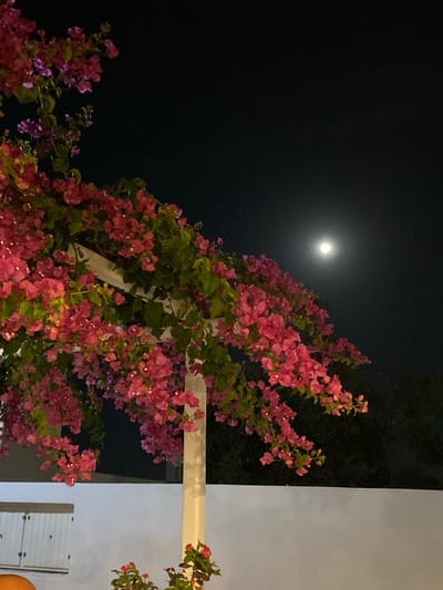 The image displays an outdoor night scene in Απολλωνία, Greece. A dense bougainvillea plant with abundant pink flowers and green foliage is prominently featured, draping over a white architectural structure composed of visible columns and beams. The upper section of the image shows a dark night sky, within which a bright, full or near-full moon is visible in the upper right quadrant. The lower third of the scene is occupied by a white wall or building facade. On the far left, a partially visible white slatted panel is present against the white wall. A small plant with red flowers is visible in a container at the base of one of the white columns. No human or animal subjects are depicted.
