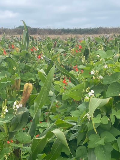 This image depicts a dense field of mixed crops, likely in the rural area surrounding São João das Lampas, Portugal. The foreground is dominated by tall, green corn stalks, some with developing ears of corn visible. Interspersed among the corn are climbing plants with vibrant red and white flowers, characteristic of runner beans or similar legumes. The foliage of these plants is lush and green, forming a thick ground cover. In the background, a dry, brush-covered landscape stretches to the horizon under an overcast sky. The overall impression is of a thriving, mixed-cropping agricultural scene, possibly a garden or small farm. There are no people visible in the image, and no specific actions are being depicted other than the natural growth of the plants. The environment is natural and agricultural.