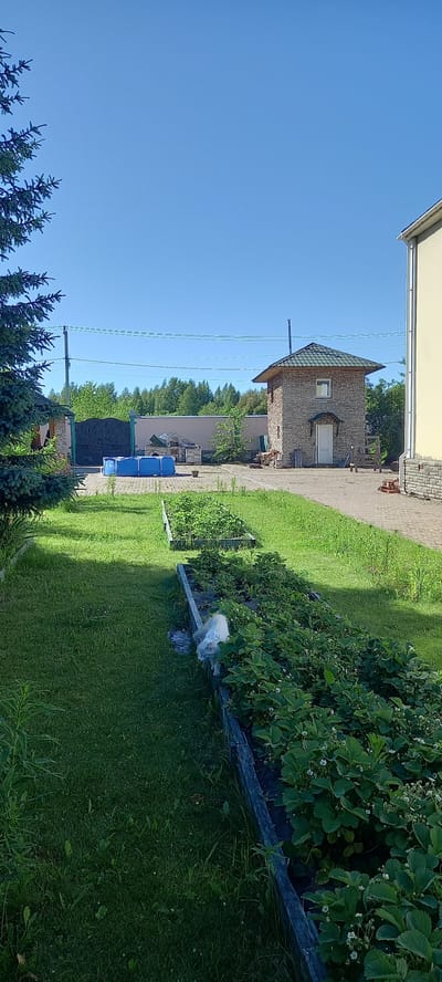 A bright, sunny day is depicted in this outdoor scene, likely a backyard in Andzhero-Sudzhensk, Russia. In the foreground, a well-maintained garden features raised beds overflowing with green plants, some of which appear to be strawberries with small white flowers. A fluffy white cat is cautiously exploring the edge of one of the garden beds. To the left, a tall evergreen tree stands prominently, its branches reaching towards the clear blue sky.

Beyond the garden, a paved area is visible, leading to a large, dark metal gate. Adjacent to the gate, a small, bright blue inflatable swimming pool is set up. Further in the background, a distinctive two-story stone building with a green tiled roof stands, featuring a white door and a small window. To the right of this building, a pale yellow house with similar stone accents is partially visible. The scene is bordered by a low wall and a line of trees in the distance, suggesting a semi-rural or suburban environment. The overall impression is one of a tranquil domestic setting on a summer day.