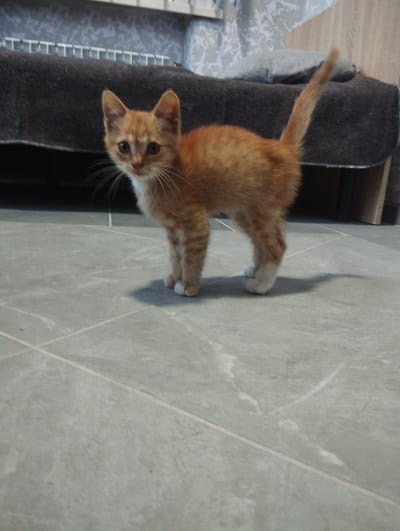 An orange tabby kitten stands on a gray tiled floor in a room. The kitten is facing the camera with its head slightly turned to the left. It has white paws and a white chest. In the background, a dark-colored sofa is visible, with a gray pillow on top of it. The room appears to be indoors, possibly a residential setting. The image does not provide any information about the city of Vinkivtsi, Ukraine.