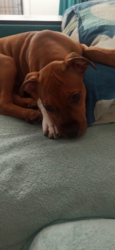 A medium-shot photograph shows a tan-colored puppy lying on its side on a light blue, textured surface. The puppy's head is resting on a blue and white patterned pillow, and its eyes are open and looking towards the viewer. Its front paws are tucked under its chin. The background consists of a dark green sofa and a blurred window with white blinds. The scene appears to be indoors. There is no discernible location within the city of Asbest, Russia.