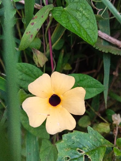 The image displays a close-up view of a single flower, identified as a Black-eyed Susan vine (*Thunbergia alata*), located in Pinnwe, Myanmar (Burma). The flower features five pale yellow, approximately ovate petals with a prominent dark purplish-black central eye. A small, dark brown particulate object rests on the lower-left petal. The flower is surrounded by a dense array of green foliage. A leaf in the upper-left portion of the frame exhibits multiple small, irregular reddish-brown spots. In the lower-right quadrant, a green leaf presents several irregular perforations and tears, indicative of damage. A thin, reddish-purple stem is visible vertically in the upper-central background. The natural environment consists solely of vegetation, under diffused lighting conditions. No human subjects or artificial objects are present.