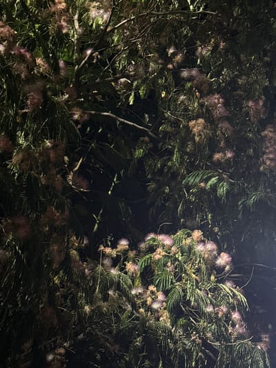 A dense cluster of Mimosa trees with their distinctive fluffy pink and white flowers and feathery green leaves is illuminated by artificial light against a dark night sky. The image captures a portion of the foliage from a low angle, with branches, leaves, and numerous flower pom-poms filling the frame. The overall impression is one of abundant, wild growth. The scene is located in the town of Shishmantsi, Bulgaria.