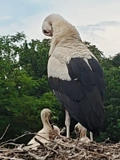 An adult stork, likely a White Stork, stands prominently in a large stick nest, looking down towards its young. The stork has distinct black and white plumage, with the upper back and neck appearing a lighter, off-white or beige, and its large wings and tail feathers a dark black. Its head is tilted downwards, suggesting it is observing or tending to the chicks.

Within the intricate, woven nest of branches and twigs, at least two smaller, light-colored birds are visible. These are likely stork chicks or juveniles, huddling together. One chick's head and neck are clearly visible, with its beak pointing upwards towards the adult.

The scene is set outdoors against a backdrop of dense green trees and foliage, indicating a natural environment. Above the trees, the sky is overcast or partly cloudy, showing light blue and white hues. The time of day is clearly daytime. The location context provided is Kulata, Bulgaria, where white storks are known to nest. There is no visible text in the image. The overall image quality is slightly soft or blurry.