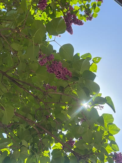 A low-angle shot of a lilac bush in Novogortsi, Bulgaria, with purple flowers and green leaves against a blue sky. Sunlight filters through the leaves, creating a starburst effect. The branches of the bush are visible.
