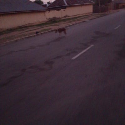 The image depicts a street scene in Wuro Allahamdu, Nigeria. A medium-sized, brown dog is visible walking on the asphalt road. The road has a white painted line near the right edge. In the background, there are two single-story buildings with dark roofs and light-colored walls, possibly residences. A narrow strip of dry vegetation is present between the road and the buildings. The lighting suggests it is either dawn or dusk. The overall environment appears to be a residential area in a city or town.