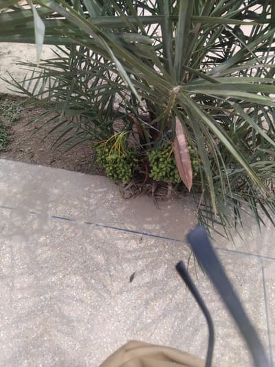 The image shows a close-up view of a date palm tree with a bunch of green dates growing on it. The tree is situated near a paved area with a speckled pattern, possibly a walkway or patio. The ground around the tree is made of soil with some sparse vegetation. The background consists of more of the date palm's fronds, which are dark green and feathery. The lighting suggests it is daytime, with some shadows cast on the paved surface. The scene appears to be outdoors in a relatively dry climate, consistent with locations like Chhina Uttar, Pakistan, which is known for its date cultivation. There are no people or animals clearly visible in the image.