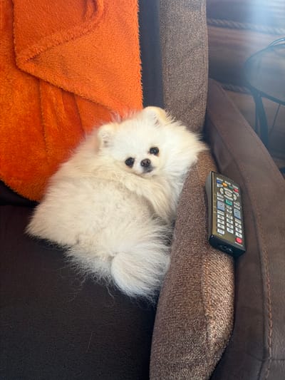 A fluffy white Pomeranian dog is lying on a brown pet bed. An orange blanket is draped over the left side of the bed. A black remote control with a red power button rests on the right side of the bed. The background is blurred and appears to be a room with wooden walls. The image was taken in a residential setting in the city of Vyshny Volochyok, Russia.