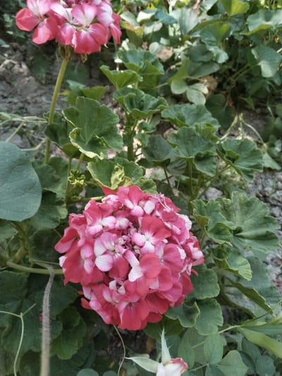The image shows a close-up view of a cluster of pink and white flowers, likely geraniums, in an outdoor setting. The flowers are in full bloom, with numerous petals arranged in a rounded shape. They are surrounded by lush green foliage, with some of the leaves showing a lighter green or yellowish variegation. The background consists of loose soil and dry earth, suggesting a garden or natural environment. The lighting indicates it is daytime, with dappled sunlight. There are no people or animals visible in the image, and no specific urban landmarks are identifiable. The scene is likely from a garden in Yangiabay, Uzbekistan, given the context provided.