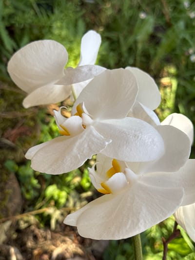 This media file showcases a close-up, eye-level view of several white orchids with yellow accents. The flowers are the primary subject, with their delicate petals and intricate centers taking center stage. The background is a softly blurred green, suggesting an outdoor garden setting with foliage. The lighting indicates it is daytime, with natural light illuminating the flowers and creating subtle shadows and highlights on the petals. The focus is sharp on the orchids, drawing the viewer's attention to their texture and form, while the bokeh effect in the background gives a sense of depth. No people, text, or specific time of day or weather conditions are discernible. The location is noted as Oldham, United Kingdom, which provides geographical context but no visual cues are present in the image itself to confirm this. The overall mood is serene and natural, highlighting the beauty of the flowers.