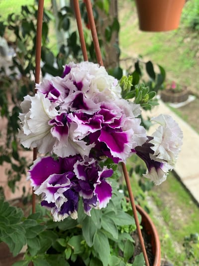A close-up, eye-level shot captures a cluster of ruffled petunia flowers, predominantly white with deep purple markings, hanging in a pot. The flowers, with their intricate petal edges, are the central focus against a softly blurred background of green foliage and an outdoor setting. The image does not contain any people. The environment suggests an outdoor space, possibly a garden or balcony, with a terracotta pot visible at the bottom and hints of a railing and a distant potted plant. The scene is well-lit, with natural light illuminating the delicate textures and vibrant colors of the petunias. The location is not specified in the image or accompanying text, so it cannot be determined to be Kavalerovo, Russia.