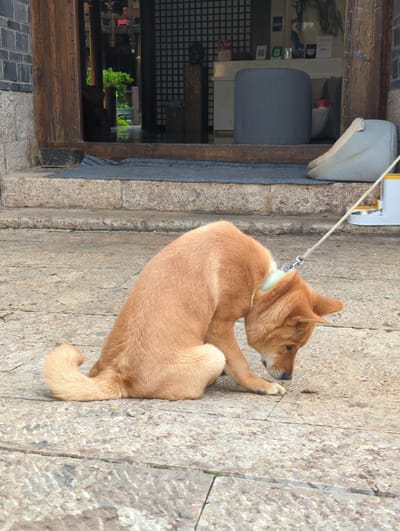 A ginger-colored dog is on a leash, lying on a stone pathway. The dog is facing to the right, with its head turned, looking intently at something off-camera. It has light blue and yellow accents on its collar. Behind the dog, a wooden structure with a window is visible. Inside the window, shelves with various items can be seen, including what appears to be a red bottle and some papers. The pathway is made of large, rough-hewn stones. The overall scene suggests an outdoor setting, possibly a street or courtyard in an older district. The lighting appears to be natural daylight, indicating it is daytime. The dog's posture and gaze suggest alertness.