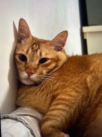 The image displays a domestic orange tabby cat in a relaxed, prone position indoors. The cat's head is slightly tilted, resting against a vertical, light-colored surface on the left. Its right eye (viewer's left) is open, while its left eye (viewer's right) is partially closed. The cat features short, orange fur with darker tabby stripes on its head and body, a pink nose, and prominent white whiskers. It is lying on a light-colored fabric with a subtle 'X' pattern. The background on the right reveals a partial view of a dark vertical element and a light-colored, rectangular object, suggesting interior furniture or architecture. No human subjects are present. The precise location within Arthès, France, cannot be determined from the visual content of the image.