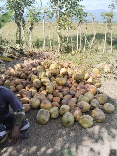 This image, located in Puuk, Indonesia, depicts an outdoor, rural scene focused on a substantial pile of coconuts. In the lower left quadrant, a person is partially visible from the lower torso down, in a squatting or kneeling position on dry, light brown earth. The individual wears a dark blue or grey garment with "AX" visible on the back, dark trousers with white striped patterns, and open-toed footwear. Their right forearm is covered by a green/grey sleeve, and the right hand rests near the ground.
Dominating the foreground and midground is a large, irregularly shaped mound composed of numerous whole coconuts. The coconuts display a variety of hues, ranging from light green to yellow-brown and dark brown, indicating different stages of ripeness. Some coconuts show scuffs and dirt. Interspersed within the pile are dried brown fibrous materials and husks. To the far left, partially visible, are large, light-colored dried plant elements, possibly banana leaves or coconut fronds.
The midground features an open area of sparse green and dry vegetation with several slender trees that have minimal foliage. In the background, a wide expanse of green fields or pasture stretches towards distant, blue-tinted mountains under a clear sky. The overall scene suggests a post-harvest collection or processing of coconuts.