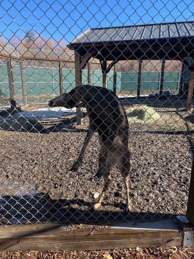 A deer lies in a muddy enclosure surrounded by a chain-link fence. The animal is stretched out, its legs extended. Part of a wooden structure is visible on the right side of the frame. Through the fencing, there's a glimpse of a building with multiple windows. A bright blue sky is visible above. The scene appears to be set on a clear, sunny day.