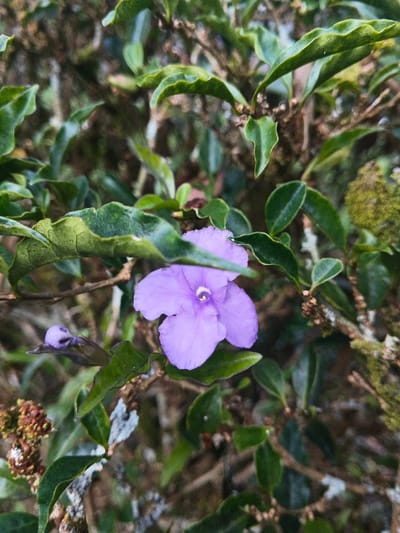 The scene depicts a close-up of a single, five-petaled purple flower, likely *Brunfelsia pauciflora*, with a pale central eye, positioned slightly left of the image's vertical center. To the left and slightly below the main bloom, a smaller, unopened purple flower bud is visible amidst the foliage. The flower is surrounded by numerous small, ovate, dark green leaves. The background is blurred, showing additional green foliage, brown branches, and patches of moss or lichen on some branches. Dark brown, dried plant matter is present in the lower left quadrant. No individuals or active interactions are observed. The environment suggests an outdoor natural setting. This scene is located in Thành phố Kon Tum, Vietnam.