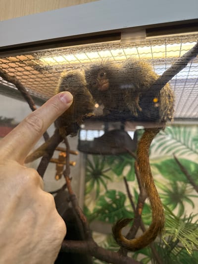 The image shows two pygmy marmosets perched on branches within an enclosure. One marmoset is visible in profile, its fur appearing brown and golden-brown. Its small face with dark eyes is discernible. The second marmoset is partially obscured, positioned behind the first and leaning towards it, suggesting interaction. A human finger is in the foreground, pointing towards the marmosets, and appears to be pressing against the glass of the enclosure. The background features a mesh-like structure above the animals, likely a ceiling or covering, with an artificial light source illuminating the scene from above. Below and behind the animals, a backdrop with a tropical leaf pattern is visible, adding to the simulated habitat. The overall environment is contained, suggesting a zoo, sanctuary, or a private enclosure. The image is taken indoors, likely in a controlled environment. There is no information in the image that suggests a location in the city of Каменка, Russia.