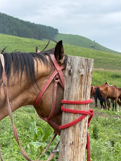 This media file shows a close-up of a brown horse's head and neck, wearing a red halter. The horse is tethered to a rough wooden post with red ropes. In the background, a green hillside slopes upwards, covered in grass and scattered white wildflowers. Further in the distance, the hill is more densely forested. Several other brown horses are visible in the background, some standing and others appearing to be lying down. The sky is overcast, suggesting a cloudy day. The scene is set in a natural, outdoor environment, likely a pasture or a mountainous area. The focus is on the horse in the foreground and the wooden post, with the background providing context of the location and other horses. There is no visible text in the image. The overall impression is one of a peaceful, rural setting with horses grazing or resting. The image's orientation is rotated 90 degrees counter-clockwise.